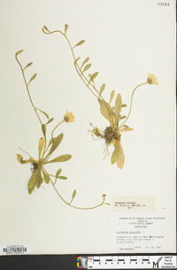 Hieracium pilosella image