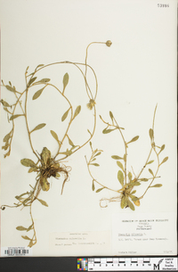 Hieracium pilosella image