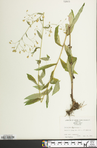 Hieracium paniculatum image