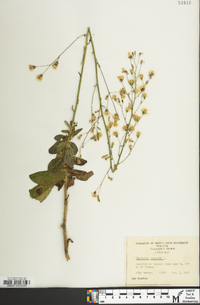 Hieracium gronovii image