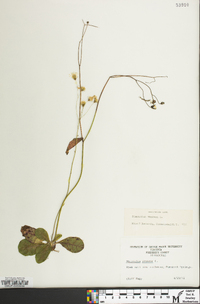 Hieracium venosum image