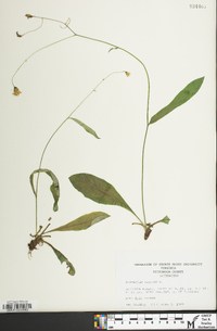 Hieracium venosum image