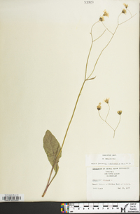 Hieracium venosum image