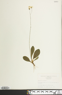 Hieracium venosum image