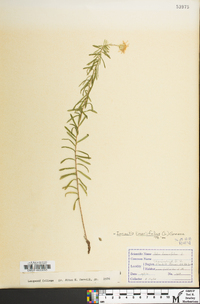 Ionactis linariifolia image