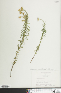 Ionactis linariifolia image