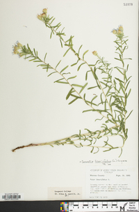 Ionactis linariifolia image