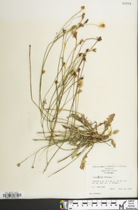 Hypochaeris radicata image