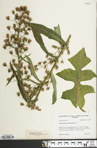 Lactuca biennis image