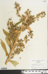 Lactuca biennis image