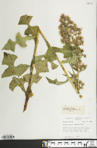 Lactuca biennis image