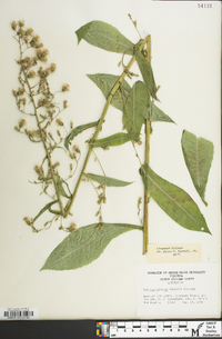 Lactuca biennis image