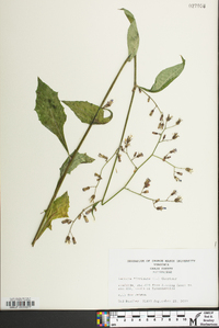 Lactuca floridana image