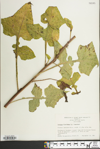 Lactuca floridana image