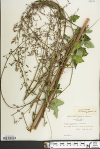 Lactuca floridana image