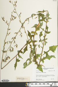 Lactuca floridana image