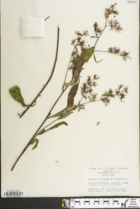 Lactuca floridana image