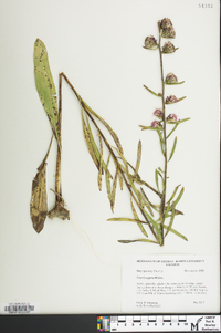 Liatris aspera image