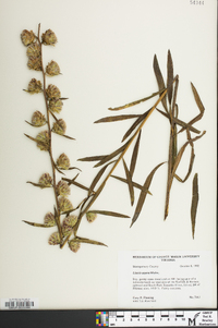 Liatris aspera image