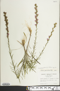 Liatris pilosa image