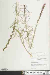 Liatris pilosa image