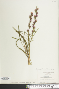 Liatris pilosa image