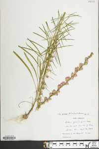 Liatris pilosa image