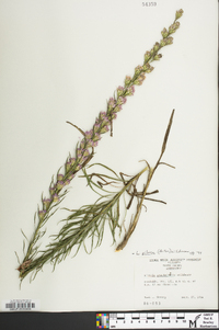 Liatris pilosa image