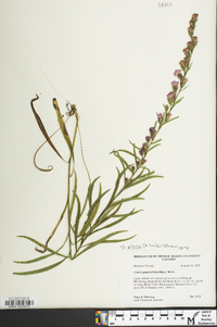 Liatris pilosa image