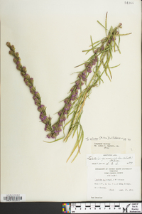 Liatris pilosa image