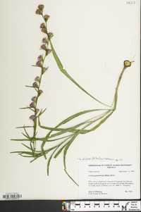 Liatris pilosa image