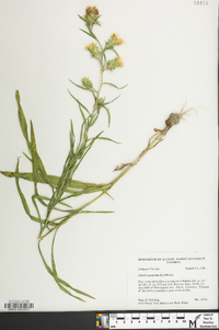 Liatris squarrosa image