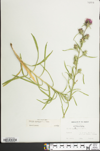 Liatris squarrosa image