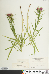 Liatris squarrosa image