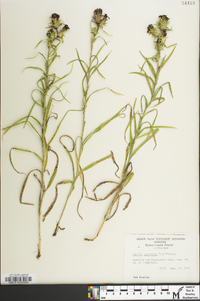 Liatris squarrosa image