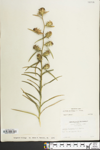 Liatris squarrosa image