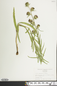 Liatris squarrosa image