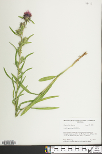 Liatris squarrosa image