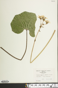 Farfugium japonicum image