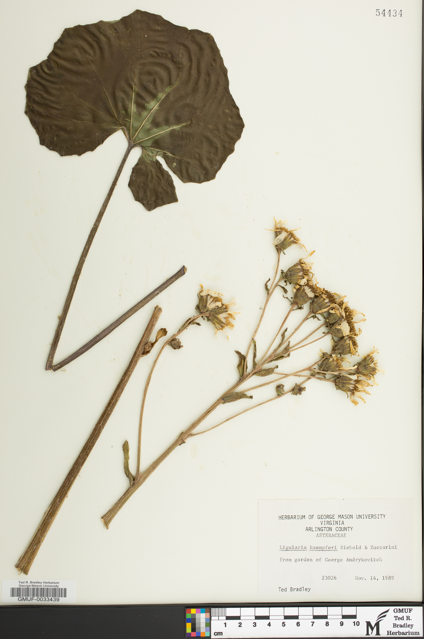 Farfugium japonicum image