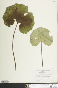 Farfugium japonicum image