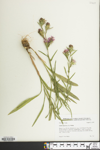 Liatris squarrosa image