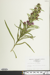 Liatris squarrosa image