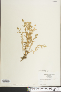 Matricaria discoidea image