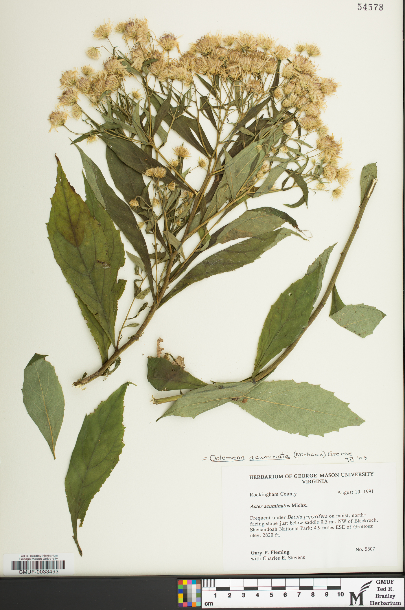 Oclemena acuminata image