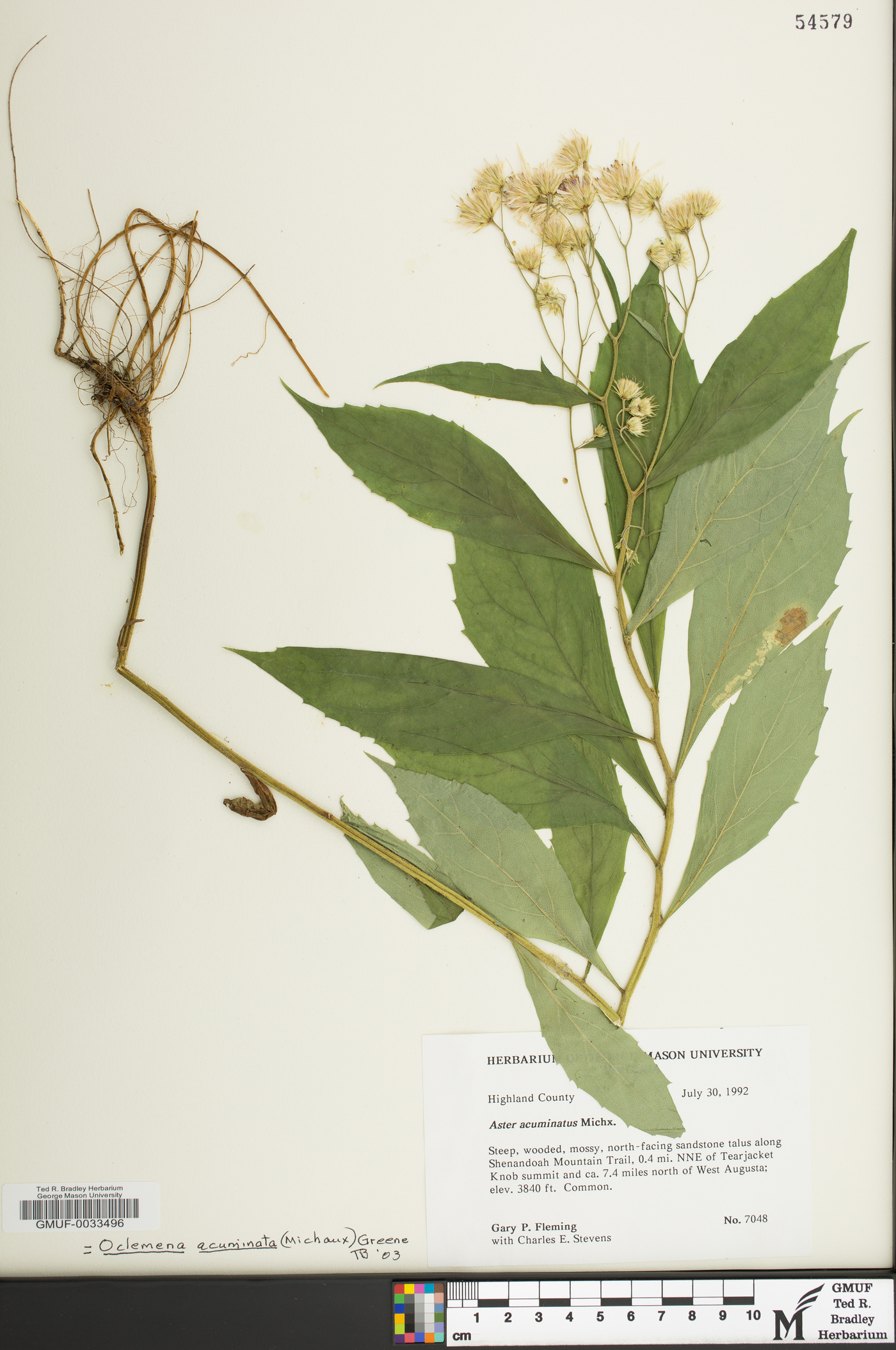 Oclemena acuminata image