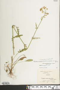Packera anonyma image