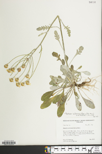 Packera antennariifolia image