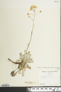 Packera antennariifolia image