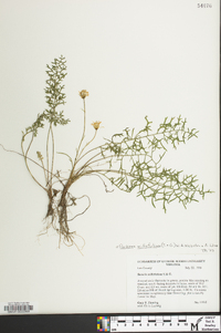 Packera millefolium image